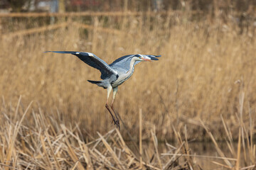 Airone cenerino in volo
