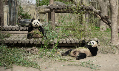 giant panda eating bamboo in Shanghai zoo