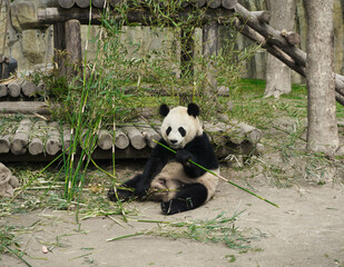 giant panda eating bamboo in Shanghai zoo © Olena