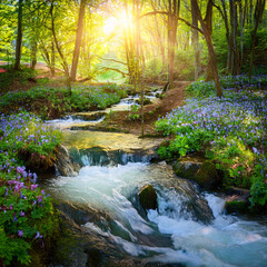Obraz premium Magical Spring Forest Stream with Bluebells at Sunrise