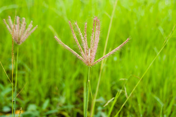 Chloris virgata grassland