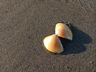 shell on the sand