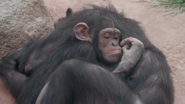 Baby Chimpanzee Snuggeling His Mother