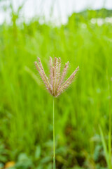 Chloris virgata grassland