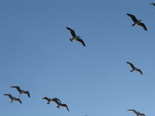 Seagulls fly in the sky on a sunny summer day