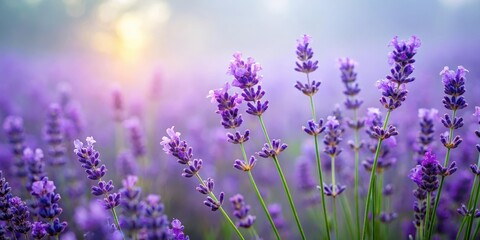 Fototapeta premium Velvety lavender blooms on a hazy, misty morning, garden, blurred background, garden, blurred background