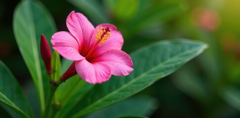 Obraz premium Exotic pink adenium flower in a tropical garden, plant, florals, exotic
