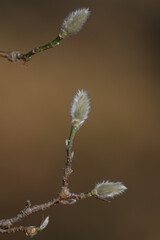 Vanhoutte spirea young shoots on twigs.
