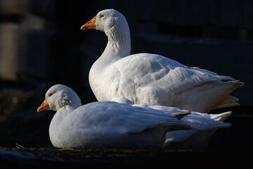 Two geese outdoors with a dark background.
