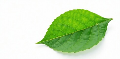 Fototapeta premium Single organic green tea leaf on white background, botanical, foliage, green