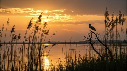 Silhouetted bird against sunset sky with warm golden light filtering through water reeds, Water Reeds, Bird Silhouette