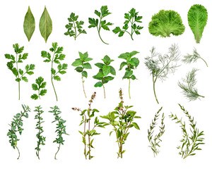 Large set of fresh green herbs: basil, rosemary, thyme, mint, parsley, cilantro, lettuce leaves, bay leaf, and oregano. Top view on white background, herb collection