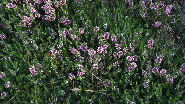 Erica vagans 'Pyrenees Pink', also known as Cornish heath. The plant showcases clusters of delicate pink flowers amid lush green foliage, highlighting its natural beauty in the garden setting.