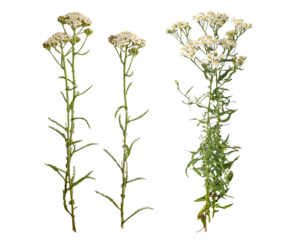 Yarrow herbal kit for medicinal uses and herbal remedies. Yarrow herb collection. Top view on white background.