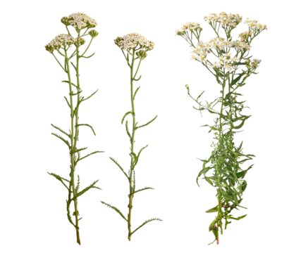 Yarrow herbal kit for medicinal uses and herbal remedies. Yarrow herb collection. Top view on white background.
