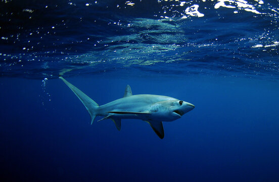 Bigeye Thresher shark swimming in the ocean