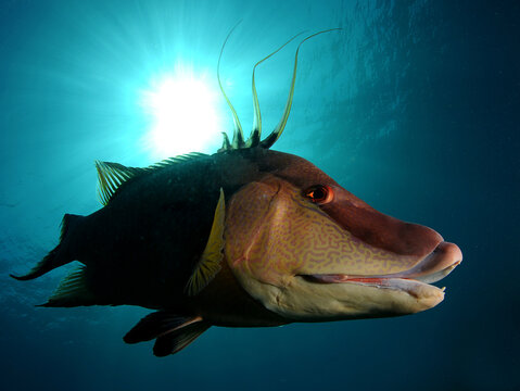Hogfish swimming off Florida