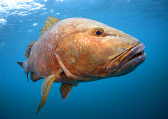 Cubera snapper swimming off Florida