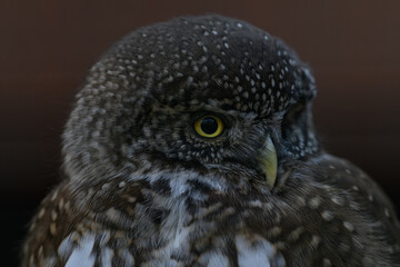 The smallest owl with a black background in detail on the head.
