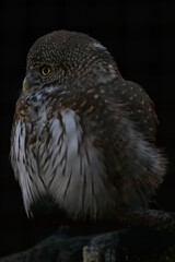 Little owl with a black background.
