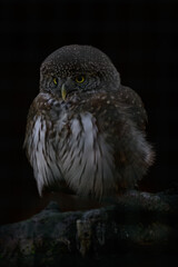 Little owl with a black background.
