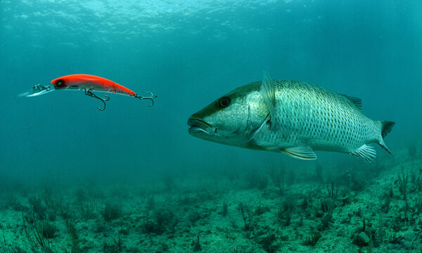 Mangrove snapper swimming off Florida