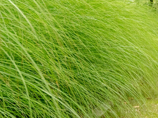 Miscanthus sinensis ornamental grass fine texture