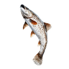 A detailed illustration depicts a brown trout dramatically leaping out of the water, showcasing its vibrant colors and markings against a black background.