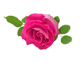 Naklejka premium Pink rose with leaves and water drops isolated transparent png