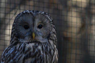 White-tailed eagle kept in captivity in an outdoor aviary.
