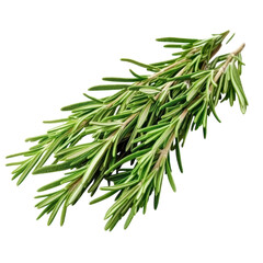 Fototapeta premium Fresh Rosemary Sprigs Isolated on transparent background