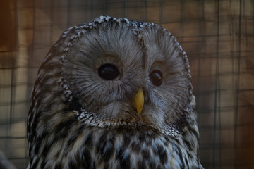 White-tailed eagle kept in captivity in an outdoor aviary.
