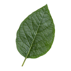 Fresh Sage Leaves on White on transparent background