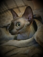 Chat sphynx,cat 