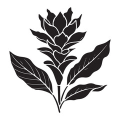 Silhouette of a Beautiful Pinecone Ginger Flower