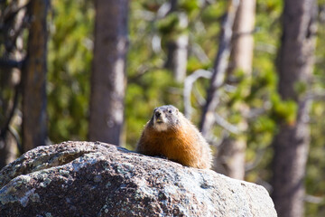 Yellow-bellied Marmot