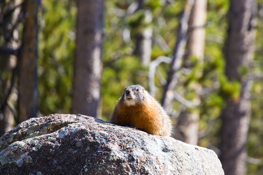 Yellow-bellied Marmot
