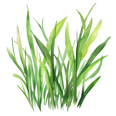 Fototapeta premium Lush Green Grass With Varying Heights and Textures Growing in a Bright, Vibrant Layout Under Soft Light Conditions