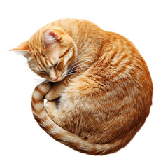 A sleek orange tabby cat curled up peacefully on white background