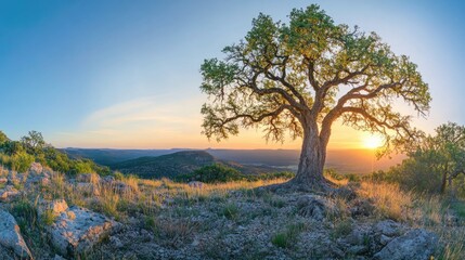 Obraz premium Majestic tree silhouetted against a vibrant sunset sky in springtime landscape panoramic view. Ideal for nature and outdoor themes.