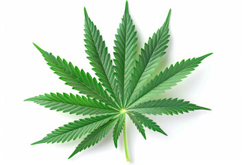 Cannabis plant with green leaves on a white background.
