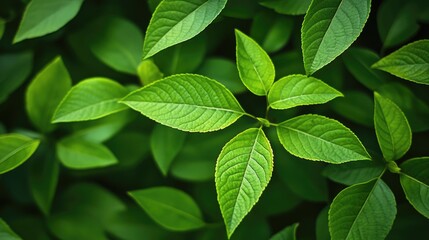 Fototapeta premium Vibrant tropical leaves forming a lush green background ideal for nature-themed designs and projects.