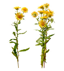 Elecampane herbal kit for medicinal uses and natural remedies. Tansy herb collection. Top view on white background.