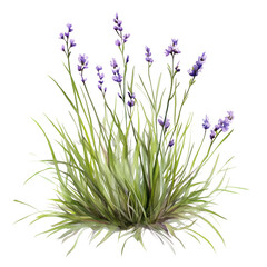 Obraz premium Lavender Plant Growing in a Field With Vibrant Purple Flowers During a Sunny Day