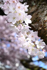 cherry tree blossom