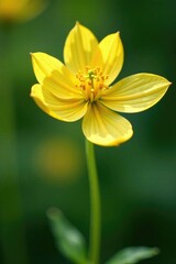 Fototapeta premium delicate Agrimonia eupatoria petals unfolding, closeup, nature, seedhead