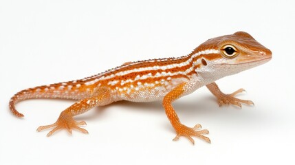Striped Lizard on White Background with Detailed Textures and Vibrant Colors of Reptile Species