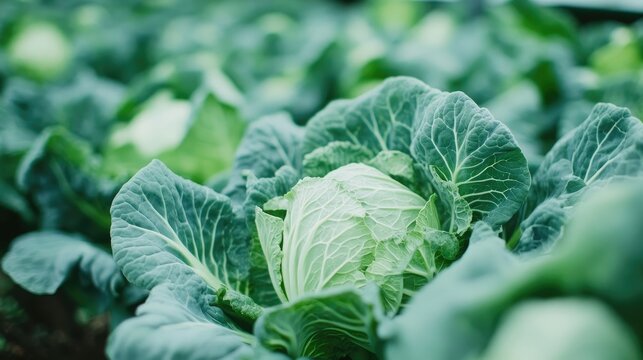 Modern greenhouse interior showcasing thriving organic cabbages highlighting sustainable agricultural practices and eco-friendly horticulture.