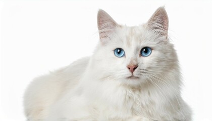 Obraz premium white cat with blue eyes and long fur sitting on white background isolated