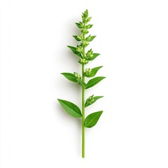 Obraz premium Fresh Green Herb Stem with Leaves and Buds Isolated on White Background for Culinary and Natural Use